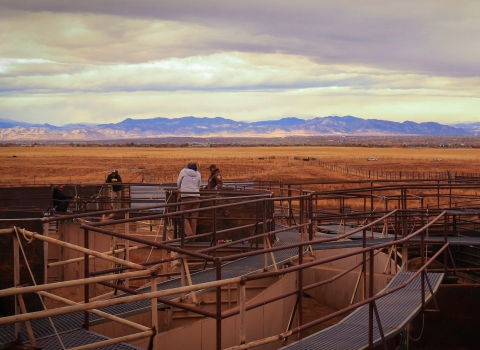 people stand on a corral in front of the Rocky Mountains mountain range