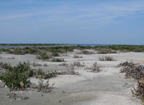 Sandy beach with scattered vegetation