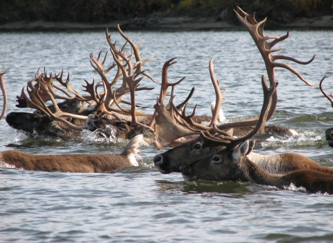 a group of caribou swimming, with heads and antlers visible above the water