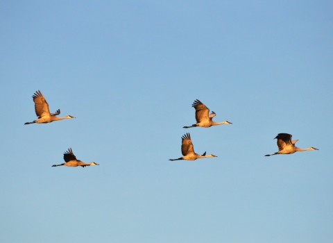 Five sandhill cranes in flight across a clear blue sky