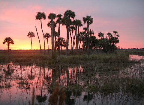 Sunrise view of cabbage palms surrounded by marsh