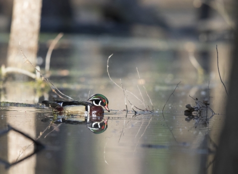 A male wood duck swims through a flooded forest and is reflected in the water