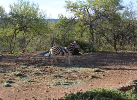 Zebra - South Africa 2019