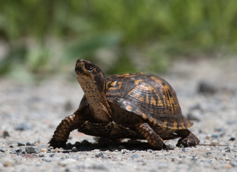 A small, hand sized, box turtle extending its neck to catch some rays of sunshine.