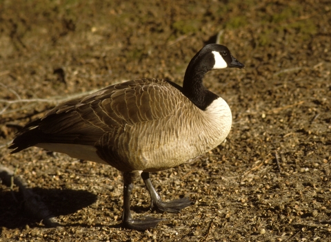 Canada goose