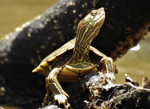 Posing directly in front of the camera is a an olive to brown turtle looking away with its head turned to the right of the image.