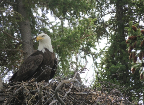Bald Eagle in a nest in Kanuti Refuge.
