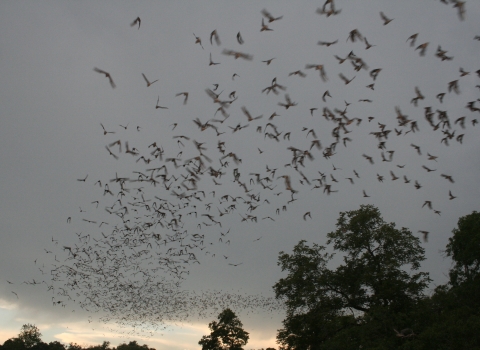 A large group of bats flying in a cloudy sky