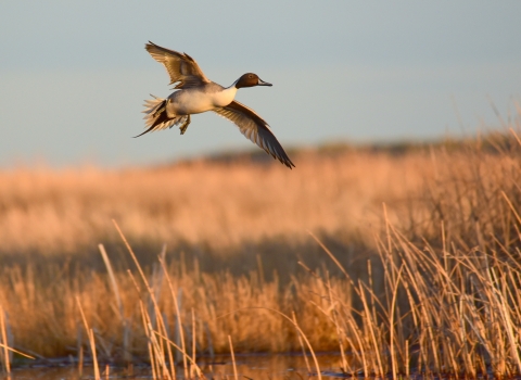 Northern Pintail in flight over wetland