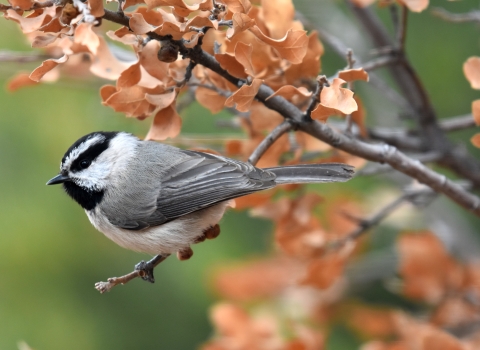 A small white, black and gray bird perched on a tiny branch in a tree with brown leaves