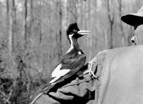 A black and white photo: from right to left, a back view of a man’s upper torso as an ivory-billed woodpecker climbs up the man’s left upper-arm while staring into the man’s face.