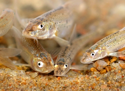 small light tan colored fish rest on a sandy bottom