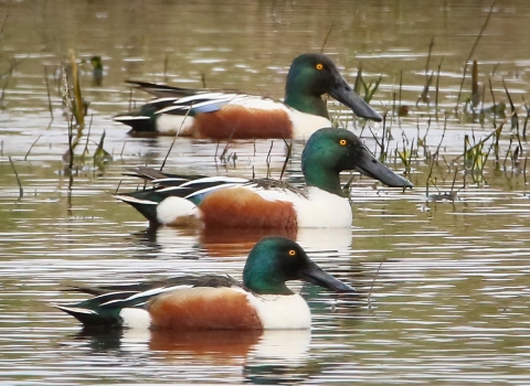 3 green-headed white, brown & black ducks lined up in water