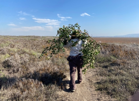 Park ranger carries a large shrub on their back while walking on a trail.