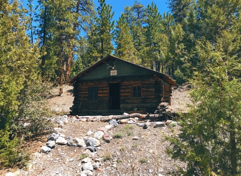 Historic log cabin surrounded by pine trees