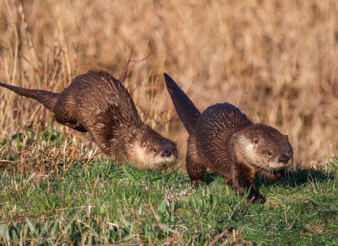 Two brown otters running through brown field and green grass