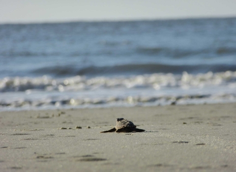 A tiny loggerhead hatchling hustles towards the ocean.