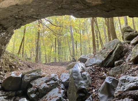 Looking up from the inside of a cave, the entrance is a window-view of a green forest.