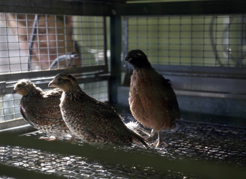 Three Masked Bobwhite in a cage