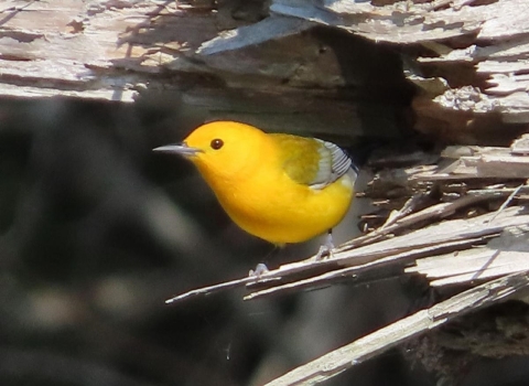 Bright yellow bird perched at entrance to a dead tree hollow