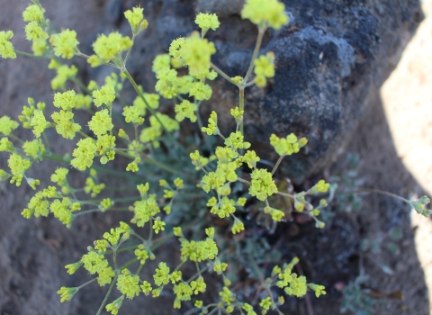 bright yellow flowers