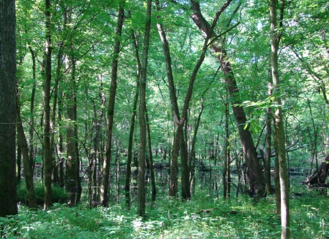 Full forest full of green trees with green plants on the ground.