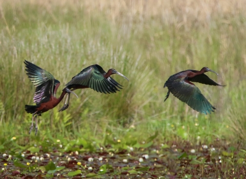 3 green, teal, brown glossy ibia fly just above grassy ground