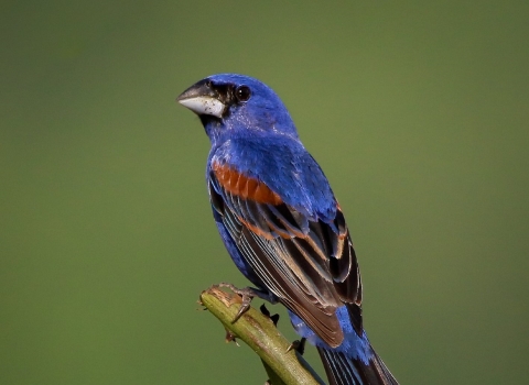Blue, black & brown bird perched on a branch