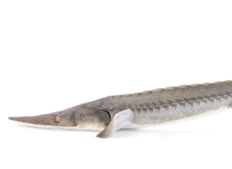 adult pallid sturgeon with white background