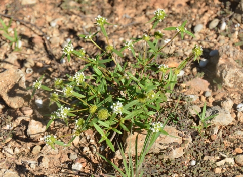 green plant with white blossoms