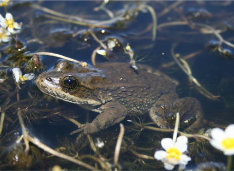 Columbia spotted frog in water.
