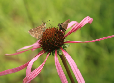 Two small, brown butterflies on a flower with pink long petals and a deep redish-brown seed head.