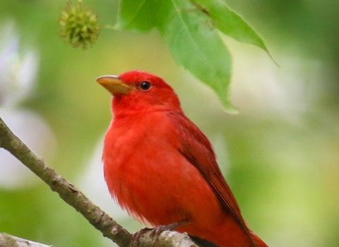 Solid red bird perched on branch