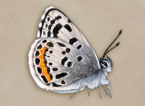 illustration of a butterfly with gray wings with black and orange spots