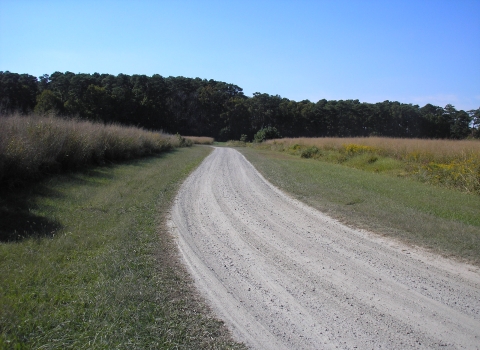 A gravel road winds through grassland to a forest