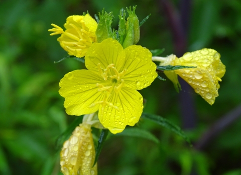 Bright yellow flowers on green vine