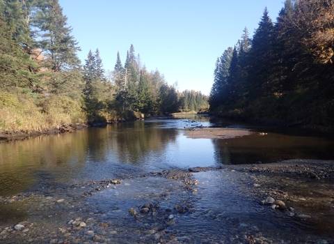 a river flows through a forest of evergreen trees