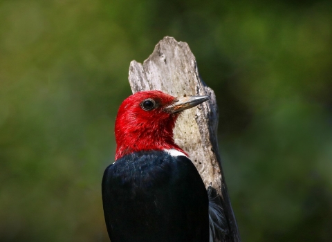 Red-headed white & black woodpecker hanging on a brown broken branch