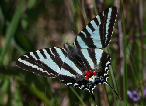 Blue, white & black swallow tailed butterfly on green plant