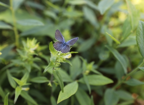 a silvery-blue butterfly with black margin wings sitting on green vegetation
