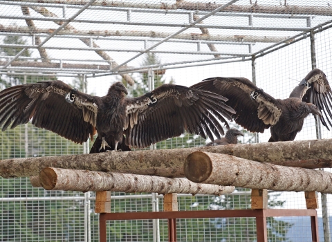 Two California condors in a flight pen perching with their wings outstretched. Another condor can be seen in the background.