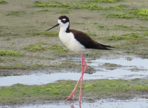 black & white tall bird on long pink legs standing in shallow water an d mud