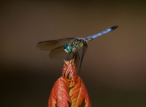 blue bodied dragonfly resting on red maple leaf