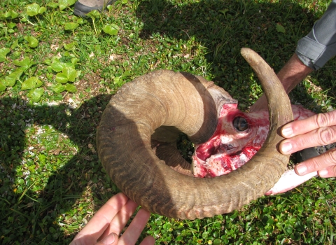 Two hands holding a Dall sheep rams that was taken on illegal hunts.