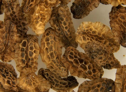 extreme close-up of seeds showing a honeycomb-like surface on brownish irregularly shaped seeds.