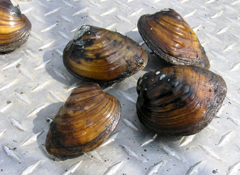 Brown and black striated freshwater mussels sitting a steel truck bed