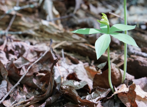 A bright orange stem, with five leaves and a flower emerging from the leaf-covered forest floor