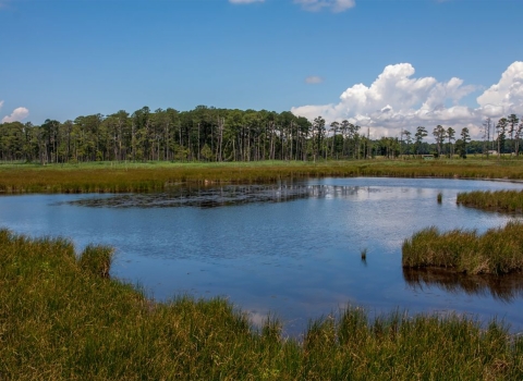 View of wetlands from the boardwalk at Blackwater National Wildlife Refuge in Maryland.