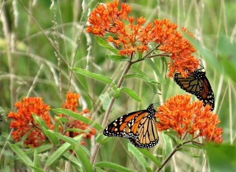 Two monarch butterflies on butterfly weed