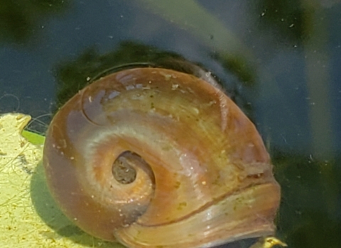 Magnificent ramshorn snail underwater on a leaf
